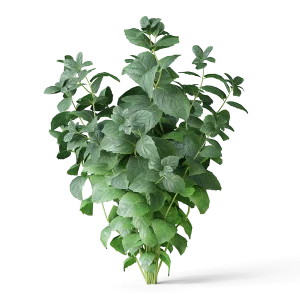 cgaxis_meadow_plants_01