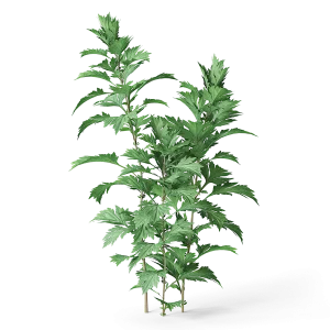 cgaxis_meadow_plants_12