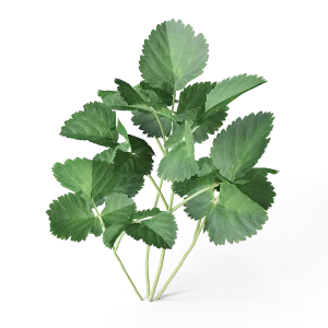 cgaxis_meadow_plants_14