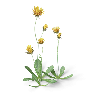 cgaxis_meadow_plants_25