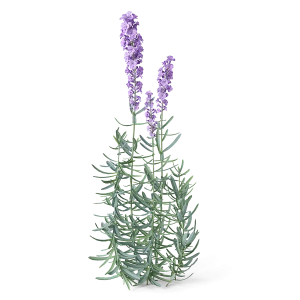 cgaxis_meadow_plants_29