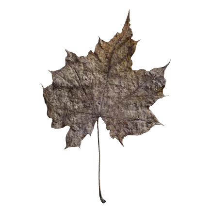 Dry Leaf DE47