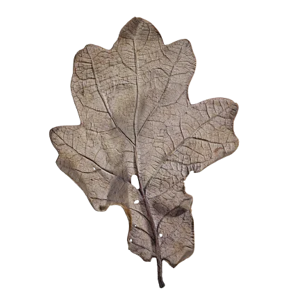 Dry Leaf DE50