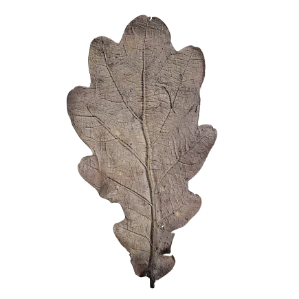 Dry Leaf DE51