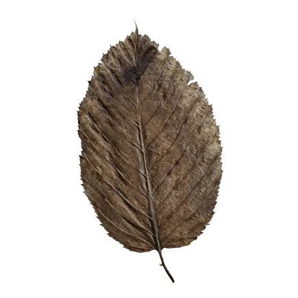 Dry Leaf DE57