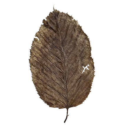 Dry Leaf DE58