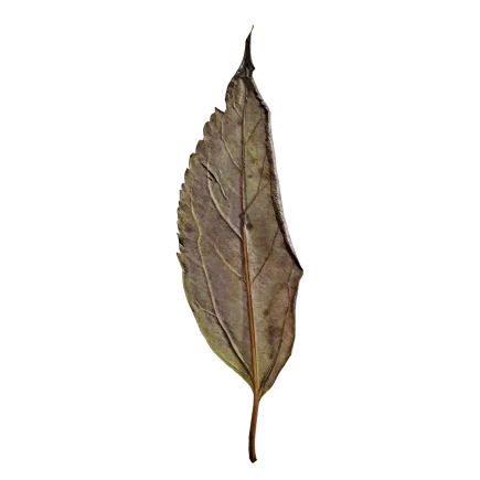Dry Leaf DE59