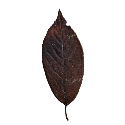 Dry Leaf DE61