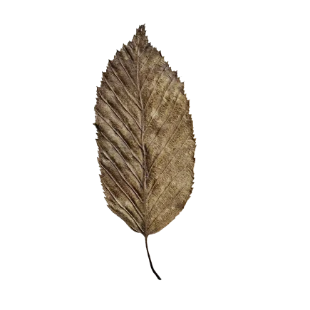 Dry Leaf DE64