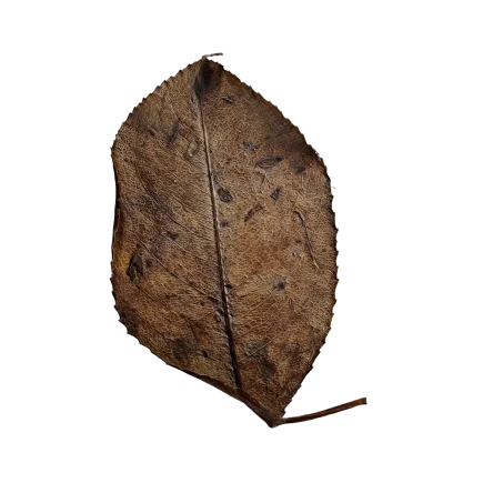 Dry Leaf DE65
